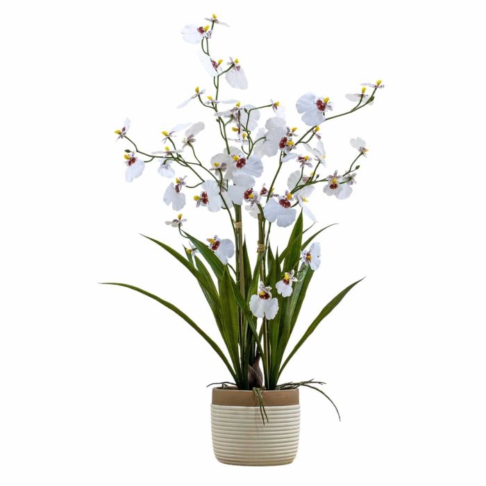 Potted Oncidium Orchid White Small