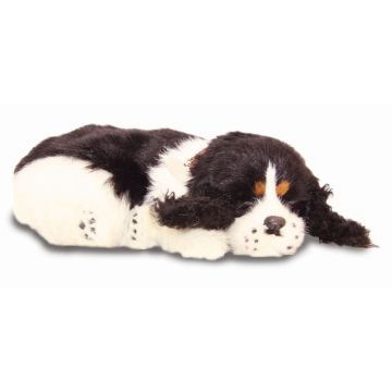 Spaniel Therapy Pet