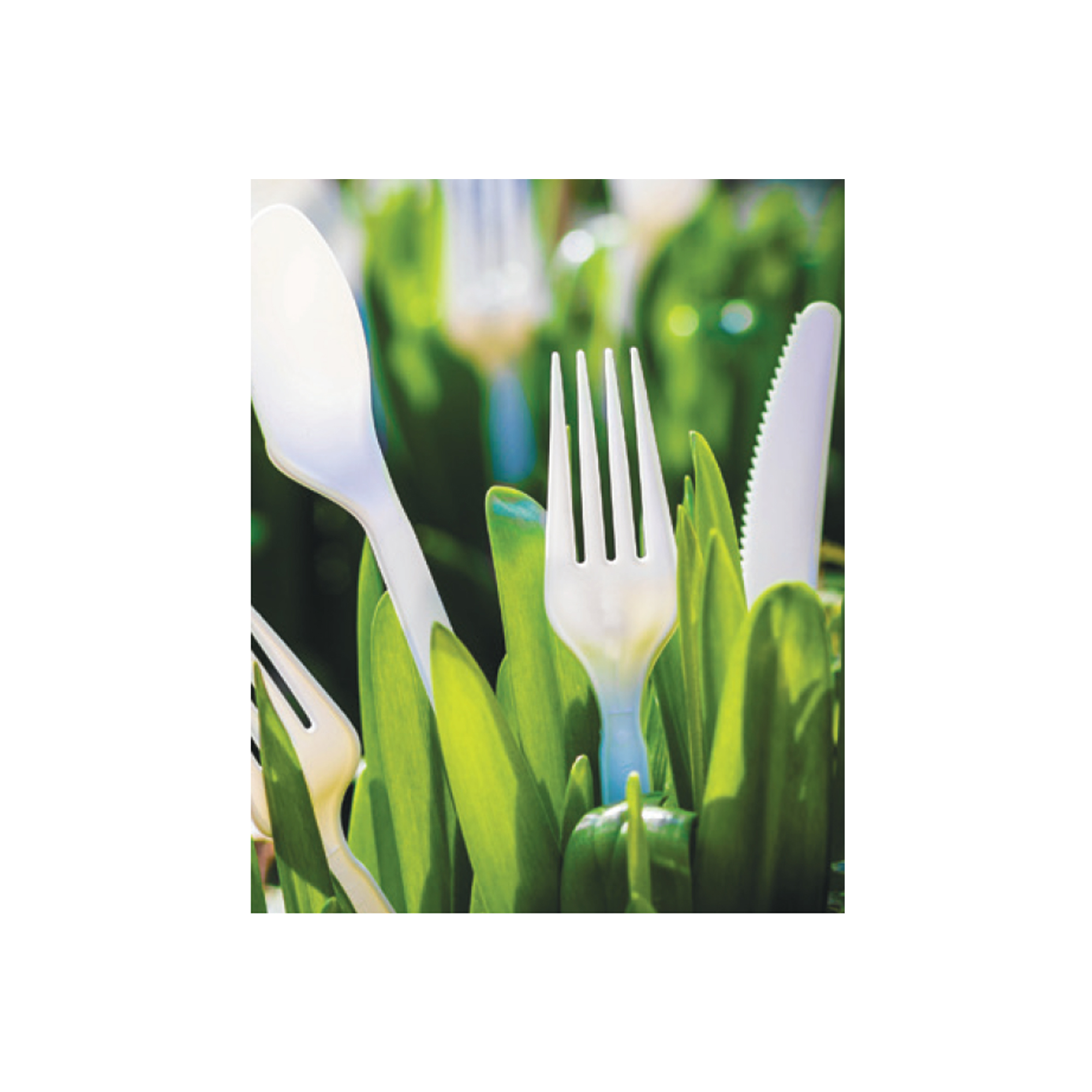 Compostable Fork - Case Of 1000